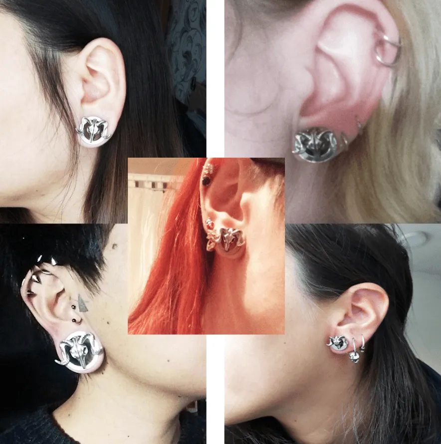 Sheepshead Screw Ear Tunnels